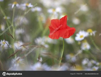 Earth Strata White Field Daisies Rising Lone Red Poppy Flower ...