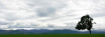 File:Lone tree near Perrydale Oregon.JPG - Wikimedia Commons