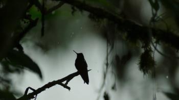 Lonely Bird : wallpapers