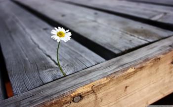 Lonely Flower ❤ 4K HD Desktop Wallpaper for 4K Ultra HD TV • Dual ...