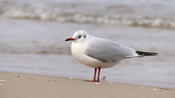 a Lonely Seagull Standing on a Sandy Seabeach With a Tiding Wave in ...