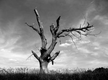 lonely tree by jess0r on DeviantArt