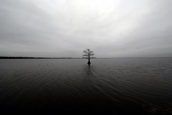 Lonely tree on a lake