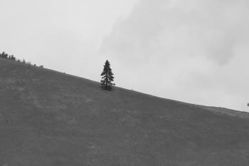 Lonely tree on mountain