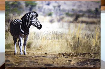 Barry Odendaal - Lonely Zebra | Animals & Wildlife Art Fine Art