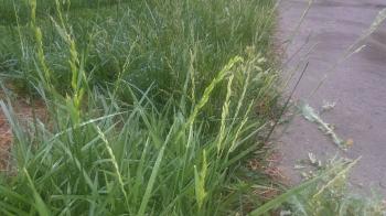 How to kill the long grass in an established lawn? - Gardening ...