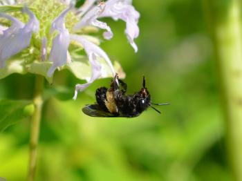 Long Horned Bees – Native Beeology