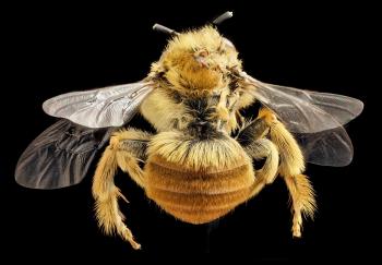 Long Horned Bee