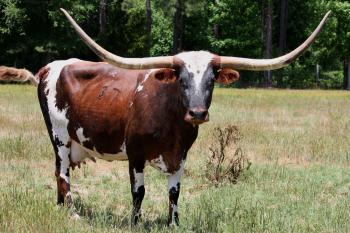 LAKE COUNTRY LONGHORNS Virginia and North Carolina