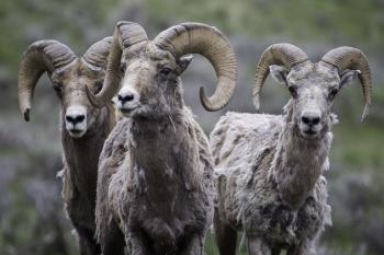 Longhorn Sheep