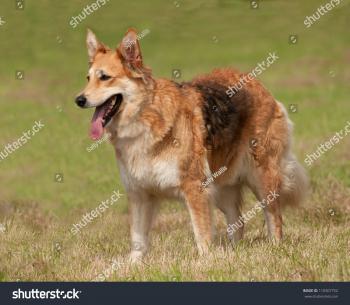 Alsatian German Shepherd Dog Looking Alert Stock Photo 110307752 ...