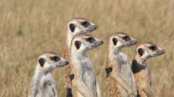 Group of meerkats standing up alert and looking for predators ...