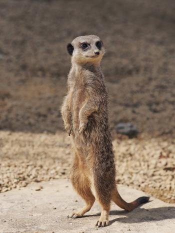 Free Images : desert, animal, cute, looking, lookout, wildlife ...