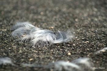 The Lost Feathers ~ #poetry | Night Owl Poetry - Dorinda Duclos