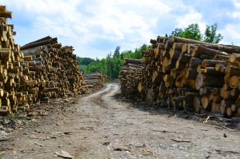 Lots of wood logs