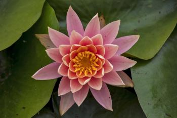 The Lotus Is Blooming in Echo Park Lake | L.A. Weekly