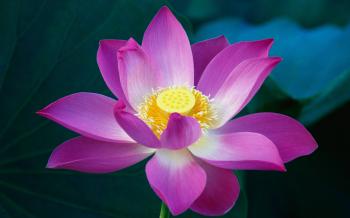 2 More Mac OS X Lion Wallpapers: Lotus Flower & Moon