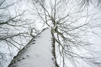 Low Angle Photo of Snow Covered Dried Tree