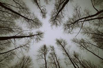 Low Angle Photo of Trees
