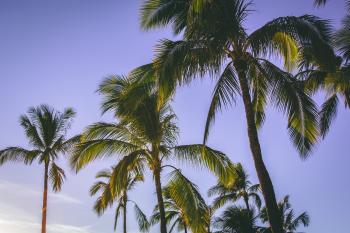 Low Angle Photography Of Coconut Trees