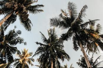 Low-angle Photography Of Coconut Trees