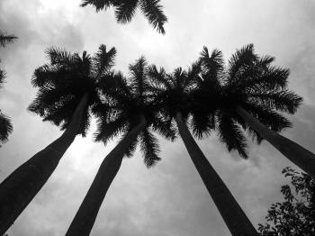 Low Angle Photography of Palm Trees