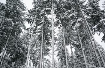 Low Angle Photography of Tall Trees