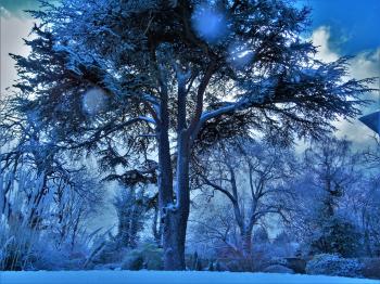 Low Angle Photography of Trees Covered With Snow
