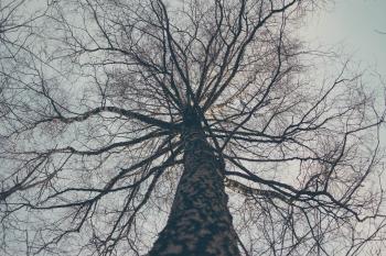 Low Angle View of Bare Tree Against Sky