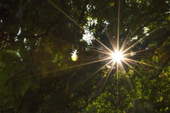 Low Angle View of Sun Shining Through Trees