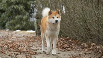The Most Loyal Dog The World Has Ever Seen Reunites With Owner After ...