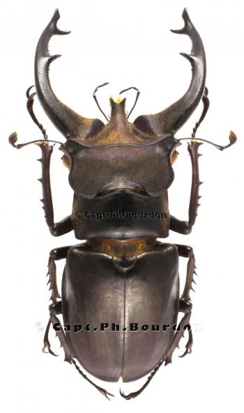 Lucanus fryi - Coleoptera-Atlas.com