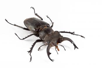 Lucanus Formosanus Beetle