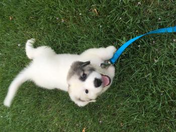 Lucy is a Great Pyrenees puppy that a neighbor just adopted.