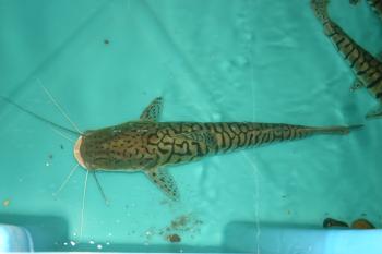 Lumpy the Deformed TSN catfish