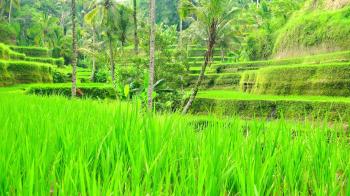 Rice terraces with neat rows of seedlings surrounded by lush green ...