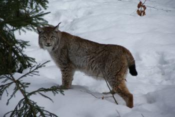 File:Lynx Nationalpark Bayerischer Wald 01.jpg - Wikimedia Commons