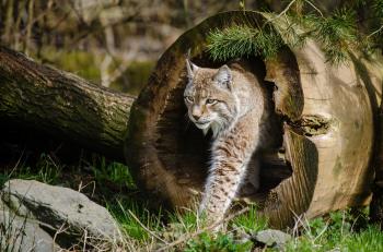 Lynx in the Jungle