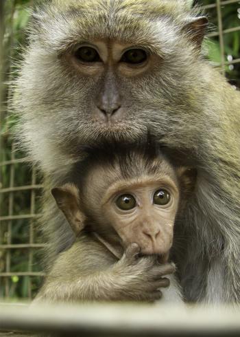 Macaque Rescue | International Animal Rescue