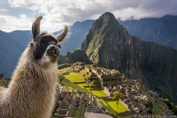 Llama photobomb at Machu Picchu! - Imgur