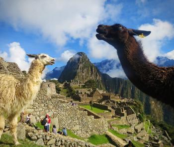 MACHUPICCHU LLAMAS ☆ MACHUPICCHU.CENTER
