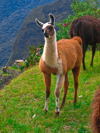 Machu Picchu Llama