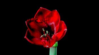 Time Lapse - Macro Flower Amaryllis Blooming Stock Video Footage ...