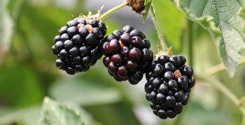 Macro Blackberries