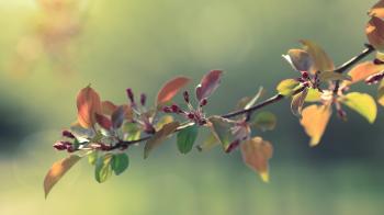 Spring branch / 1920 x 1080 / Macro / Photography | MIRIADNA.COM