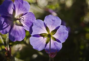 Free stock photo of back light, blue, cranesbill
