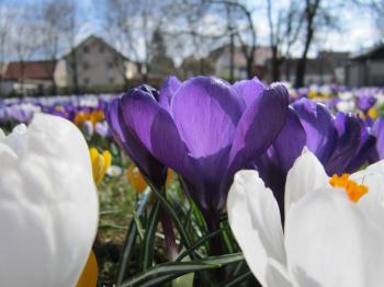 Free picture: crocus, macro, flower, nature, plant, flora, blossom ...