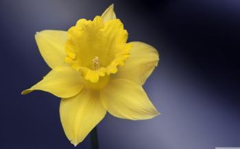 Daffodil Flower Macro ❤ 4K HD Desktop Wallpaper for 4K Ultra HD TV ...