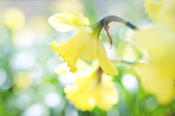 Macro Daffodil