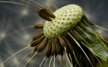 Download Dandelion Macro Photography Wallpaper 1920x1200 | Wallpoper ...